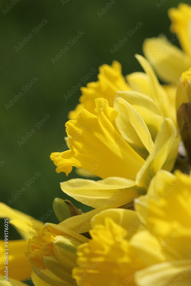 Fototapeta premium Yellow Narcissus closeup