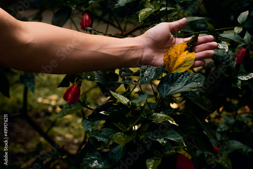 Fotografie, Obraz Hand checking plant with burnt leaf wilting