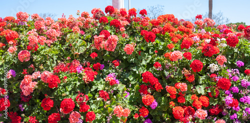 Beautiful colorful nature flowers in the garde
