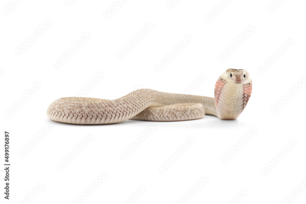 Fototapeta premium The Chinese cobra isolated on white background