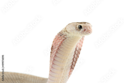 The Chinese cobra isolated on white background