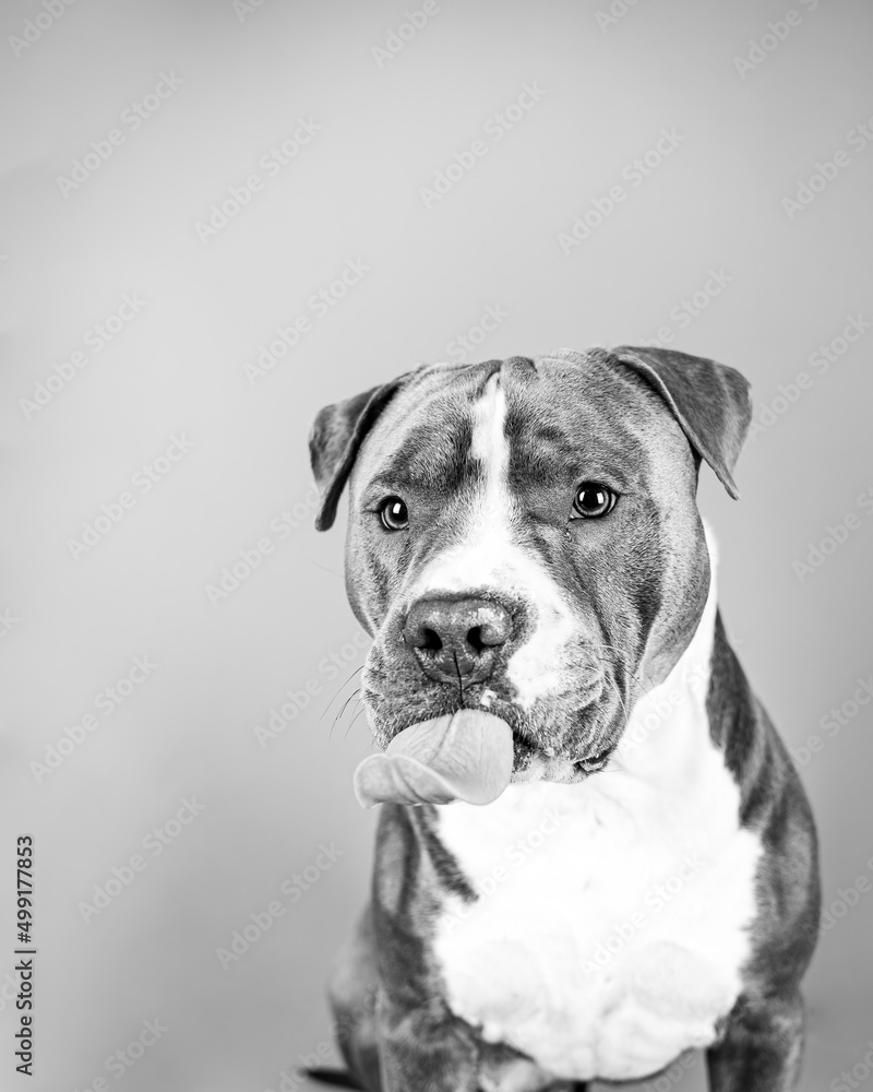 A close-up portrait of an American Staffordshire terrier making faces, licking his face and looking funny, happy dog isolated. Black and white
