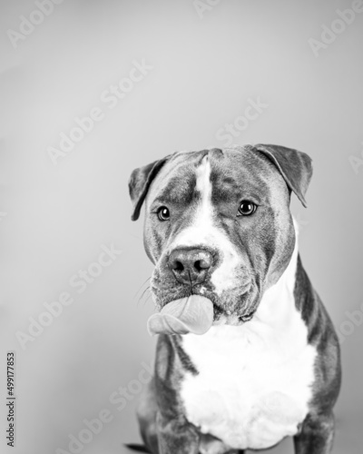 A close-up portrait of an American Staffordshire terrier making faces, licking his face and looking funny, happy dog isolated. Black and white