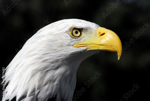 Birds- Close Up Head Shot of a Beautiful Bald Eagle