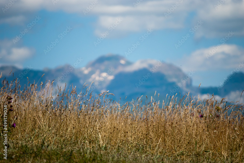 Beautiful view of mountain valley landscape with clear skies and plants in the foreground