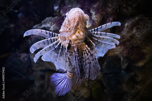 Pterois miles, brown-striped lionfish zebra floating up