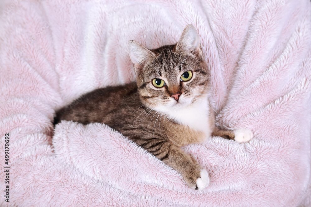 Kitten sitting on a pink background. Cat posing at camera. Kitten close up. Cat in human hands. Tabby. Concept of pet care. Childhood. Love.