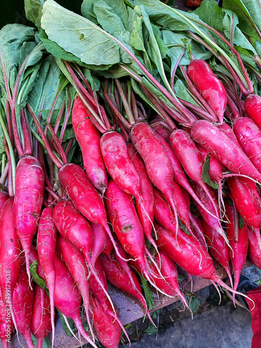 Fresh red turnip radish, root food, healthy vegetarian ingredients for family diet, vegetable salad and salad dressing, sweet crunchy delicious can be eaten raw.