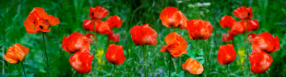 Obraz premium Red flowering poppies on a background of green grass. Panorama. Natural summer background with poppies.