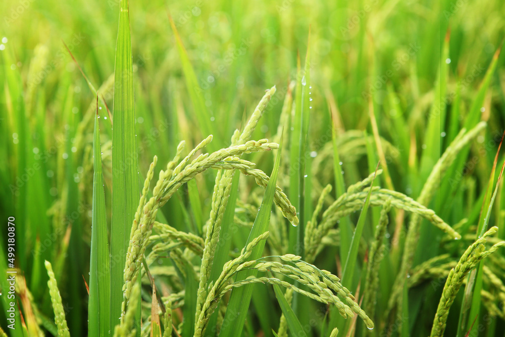 Close up of rice growing in a paddy field. Agriculture in China, Taiwan Close up of rice growing in a paddy field. Agriculture in China, Taiwan