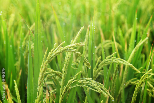 Close up of rice growing in a paddy field. Agriculture in China, Taiwan