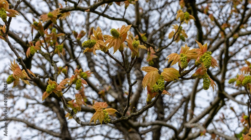 The trees put out their first spring leaves