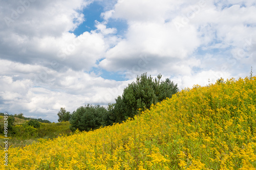 Flowery meadow field with yellow goldenrod flowers wildflowers blossoming in nature on cloudy sky