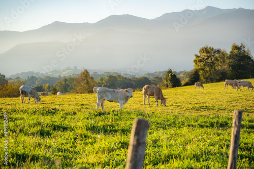 Cows in the french countryside, Béarn/France