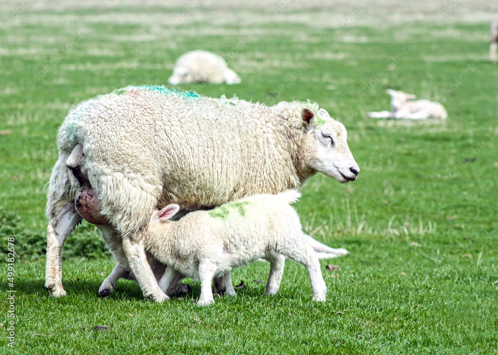 A little spring lamb is hungry and suckles milk from the mother ewe's teat. The mother ewe looks like she is smiling. This photo was taken in East Sussex near Kent. A little spring lamb is hungry and suckles milk from the mother ewe's teat. The mother ewe looks like she is smiling. This photo was taken in East Sussex near Kent.