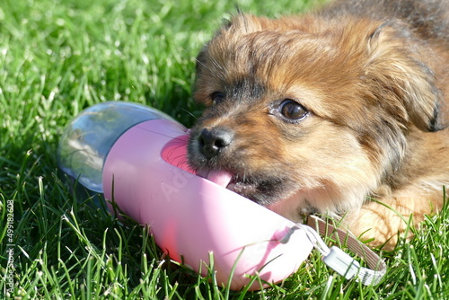Perro cachorro bebiendo agua de un dispensador rosa