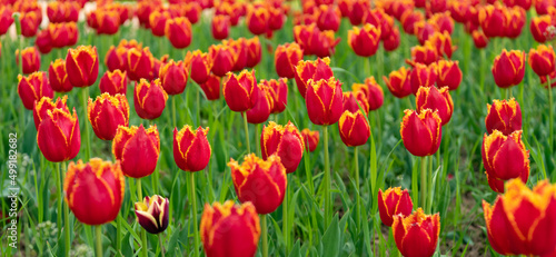 red flowers of fresh holland tulips in field. bloom