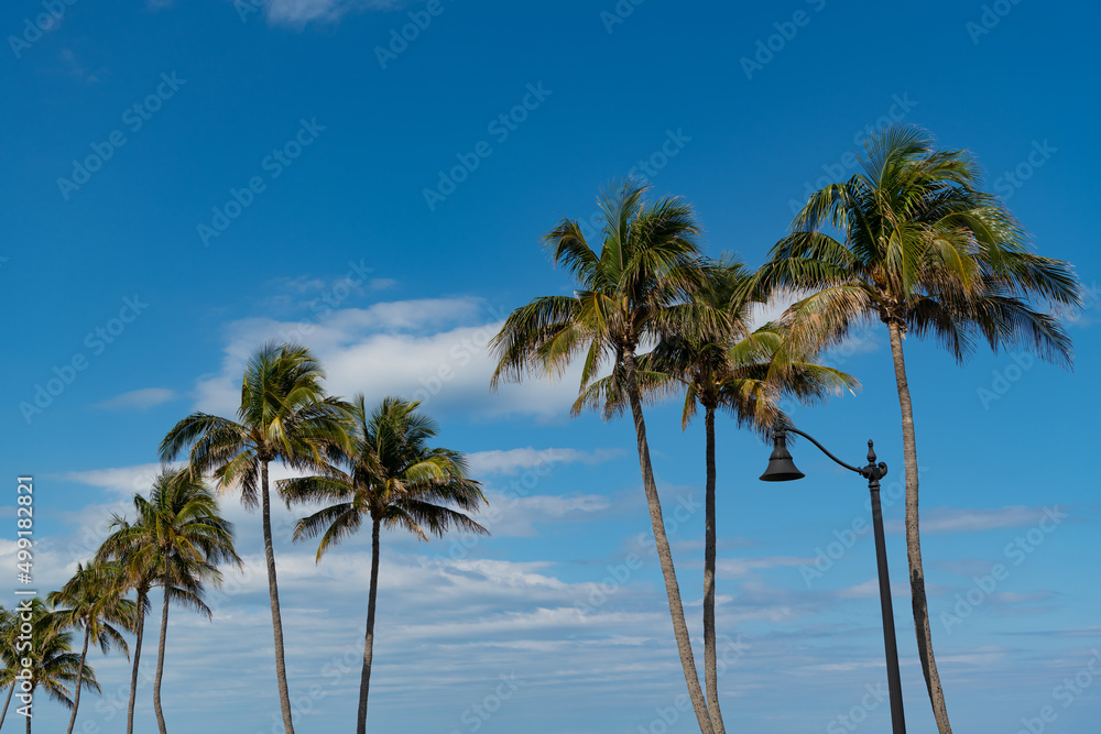 palm tree with leaves on blue sky background