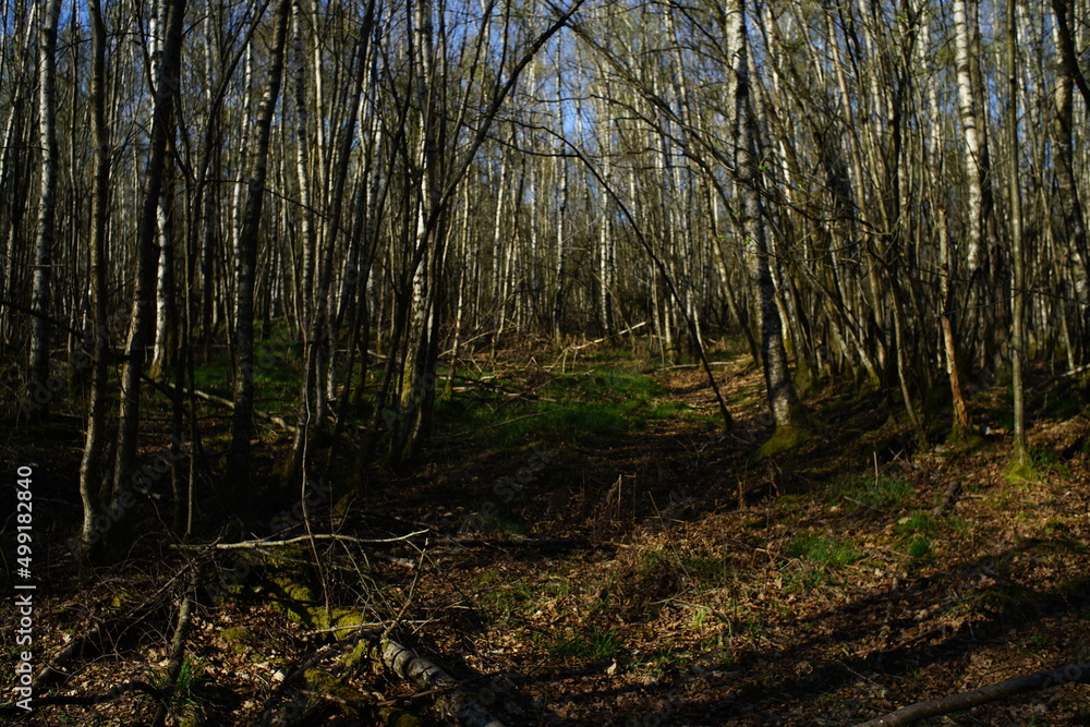 Naklejka premium Wald aus Birken, Betula pendula im April bei Austrieb der Knospen in der Taiga