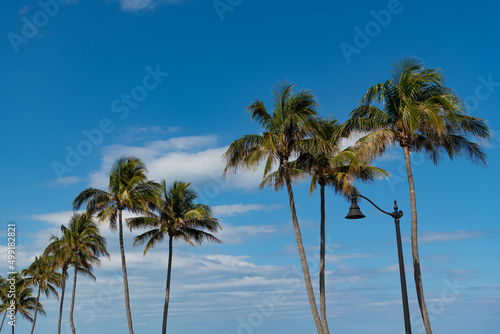 palm tree with leaves on blue sky background