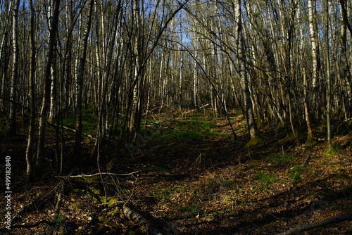 Wald aus Birken, Betula pendula im April bei Austrieb der Knospen in der Taiga