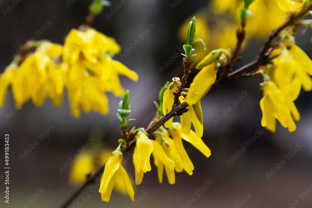 Branches of a flowering forsythia shrub in a city park.