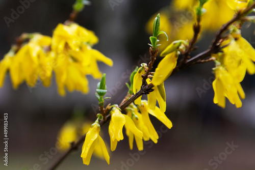 Obraz na płótnie Branches of a flowering forsythia shrub in a city park. w salonie