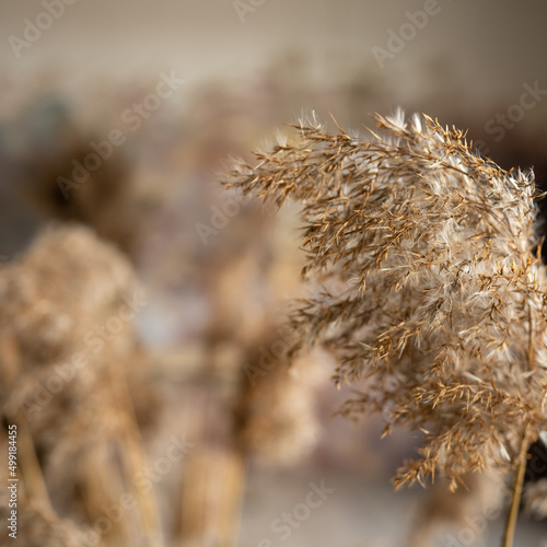 Dry grass on an abstract background. High quality photo