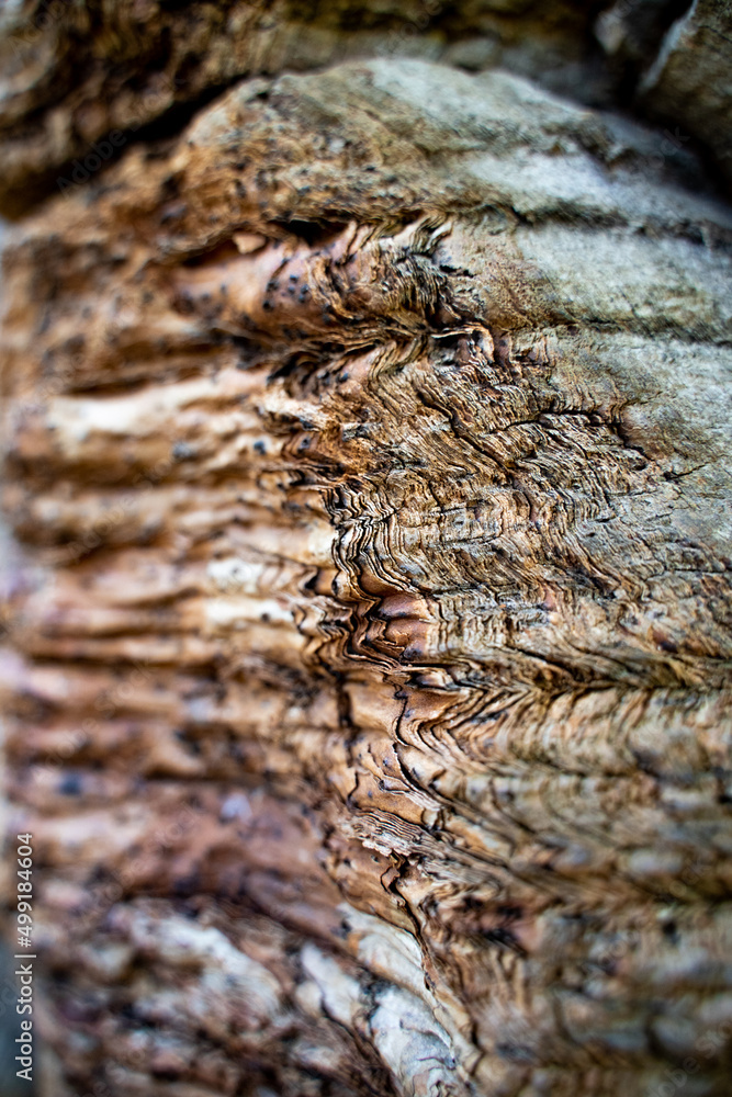 Close-up vertical side view of the puzzle texture of the trunk of an araucaria tree, Nahuelbuta National Park, Chile. Close-up vertical side view of the puzzle texture of the trunk of an araucaria tree, Nahuelbuta National Park, Chile.