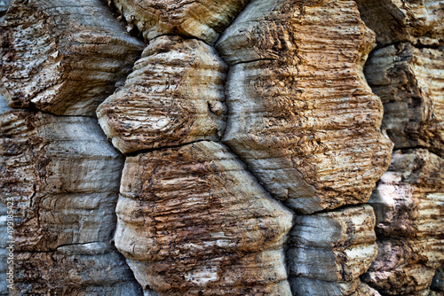 Close-up view of the puzzle texture of the trunk of an araucaria tree in Nahuelbuta National Park, Chile. photo