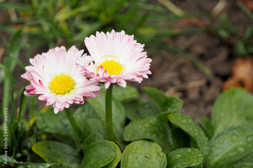 two pink daisy flowers grow in the garden on a spring day among the green grass two pink daisy flowers grow in the garden on a spring day among the green grass