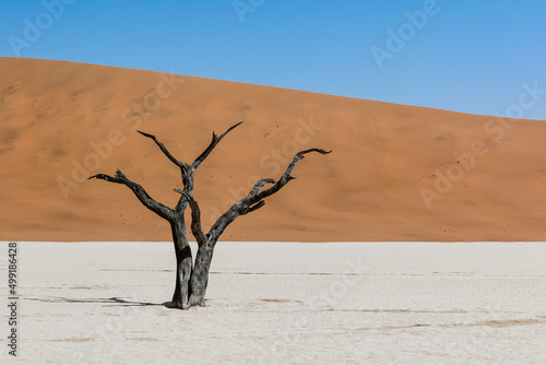 Deadvlei desert tree  Namibia  Africa