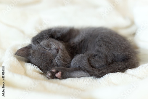 A small gray kitten sleeps on a light bedspread. © Aleksandra