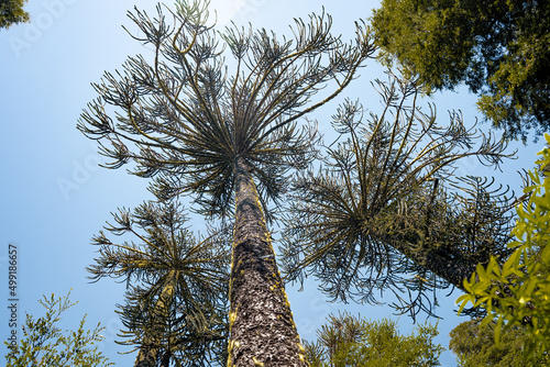 View from below of araucaria trees with moss in Nahuelbuta national park, Chile photo