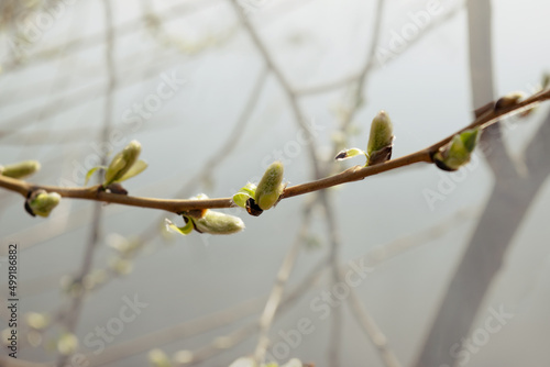 Willow branch against the background of other trees on a spring day. Blurred background. natural image.