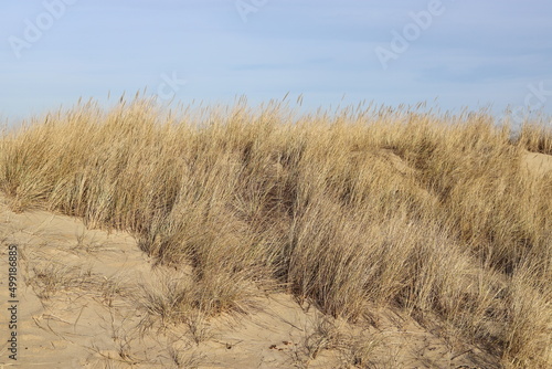 Fototapeta Naklejka Na Ścianę i Meble -  European beachgrass (Ammophila arenaria) - marram grass on sand dunes, Stogi beach, Gdańsk, Poland