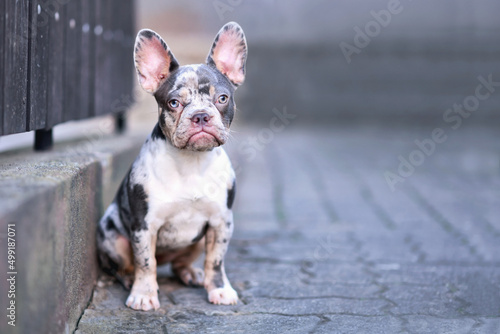 Young blue merle tan French Bulldog dog photo
