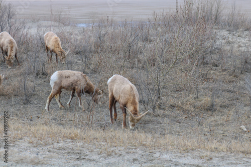 Mountain goats grazing on grass in Canadian rocky mountains during winter