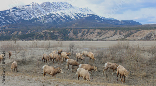 Mountain goats grazing on grass in Canadian rocky mountains during winter