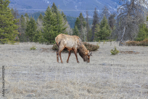 Moose grazing on grass Canadian rocky mountains during winter