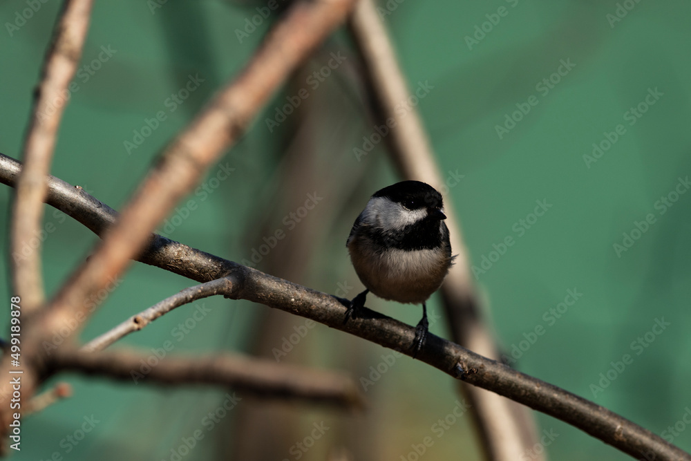 Fototapeta premium Black-Capped Chickadee on a branch