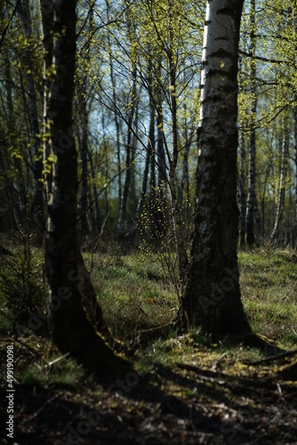 Landschaft mit Birken, Betula pendula im April bei Austrieb der Knospen in einem Wald