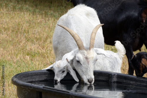 Mother nanny goat and kid goat drinking at water trough together