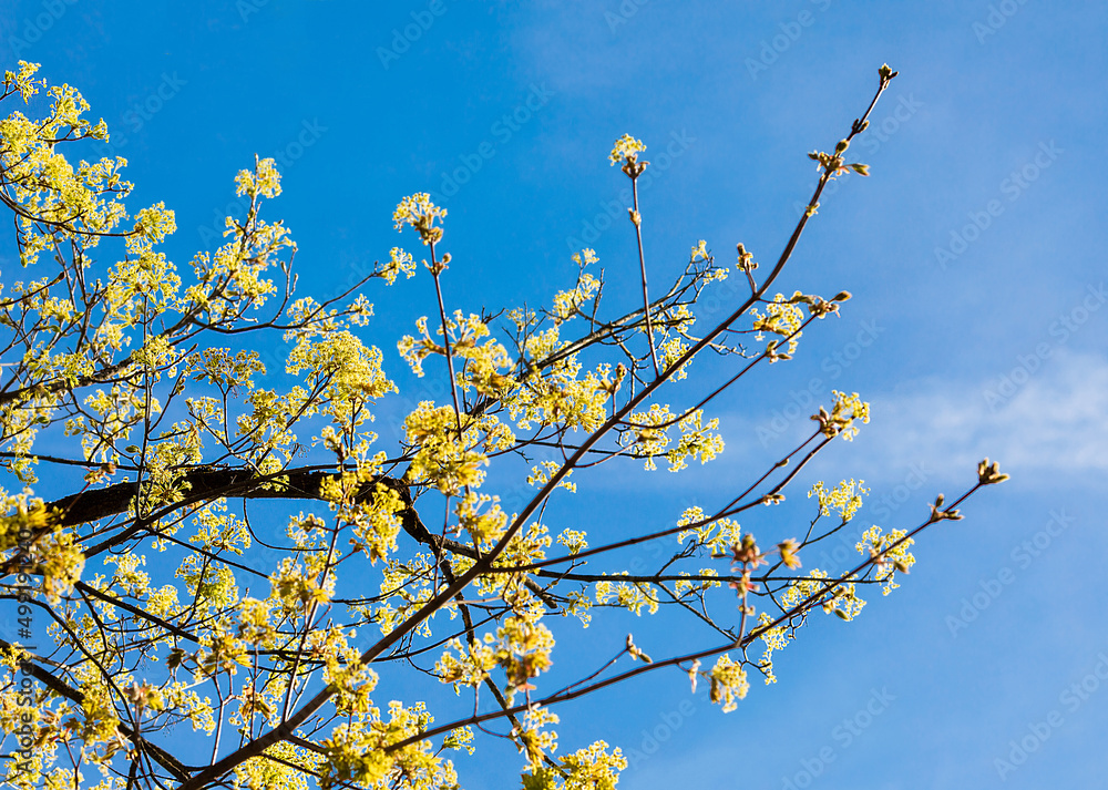 Yellow spring leaves on blue sky, trees, beautiful day, concept, stock photo Yellow spring leaves on blue sky, trees, beautiful day, concept, stock photo