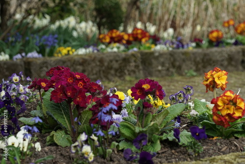 Sch  ne  freundliche Fr  hlings Blumen in einem Beet und Garten in schillernden Farben mit Primeln und Stiefm  tterchen