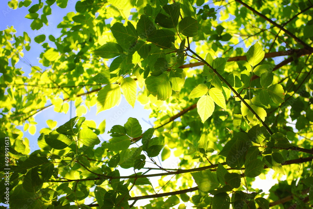 green leaves and sun