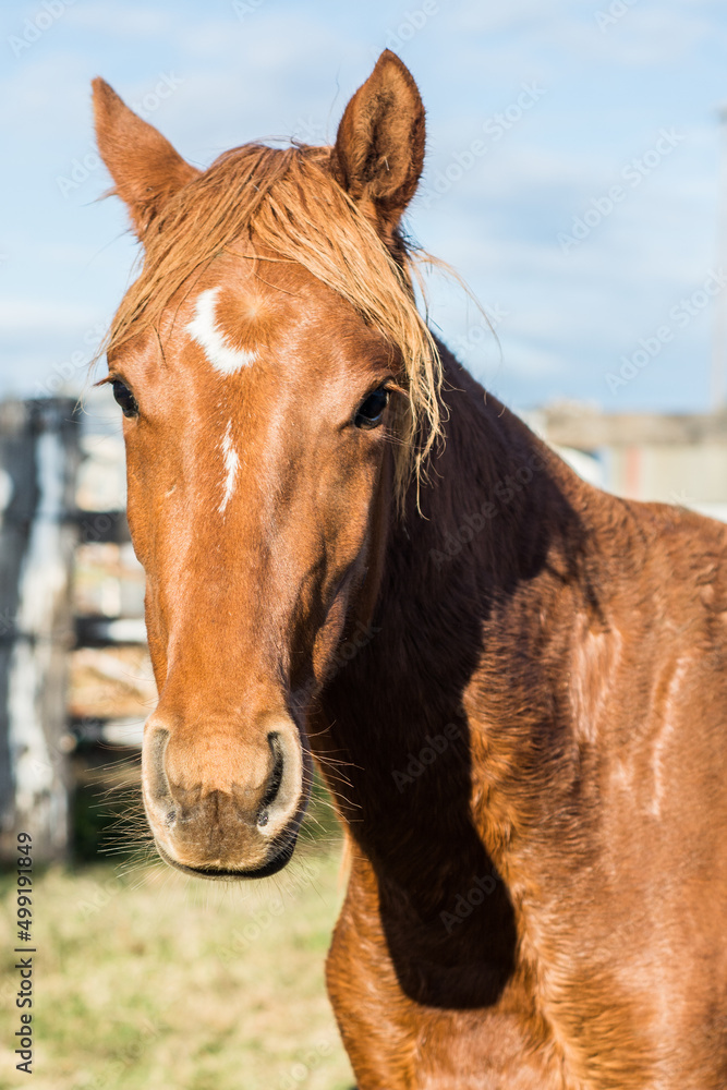 Obraz premium portrait of a horse