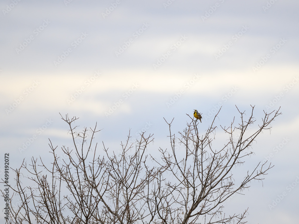 Fototapeta premium Eastern Meadowlark Perched on Top Tree and Calling in Spring