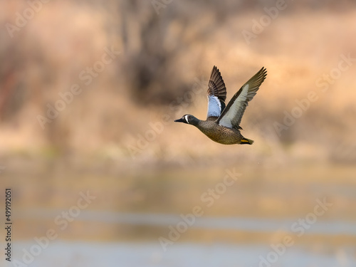 Male Blue-winged Teal in Flight against Reeds Over Lake © FotoRequest