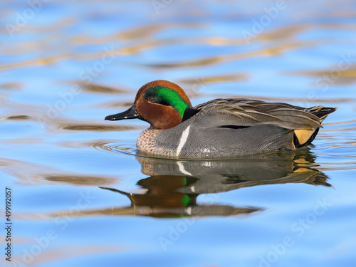 Male Green-winged Teal Swimming in Blue Water